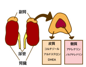 自律神経とコルチゾールの関係図